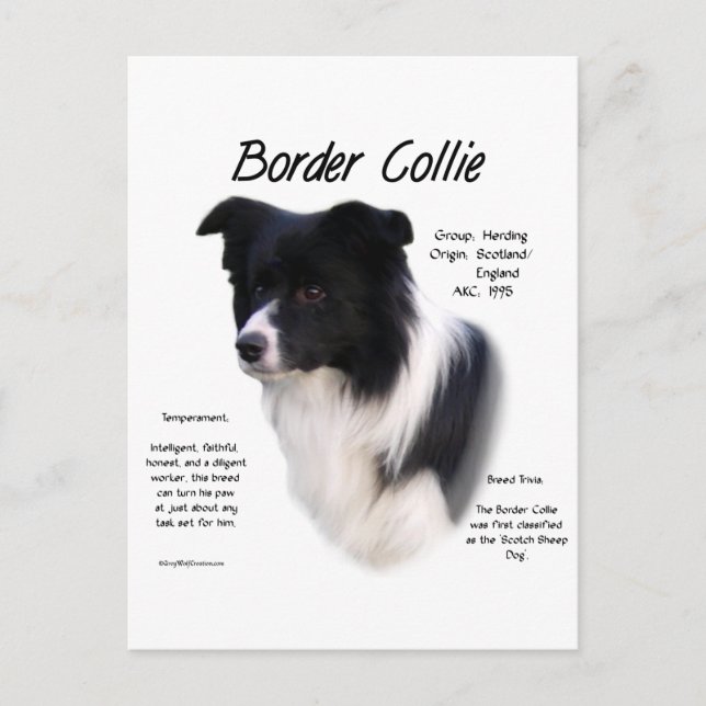 historikdesign för Gräns Collie Vykort (Framsida)