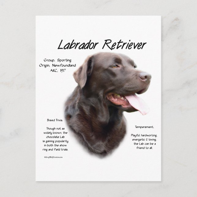 Historikdesign för Labrador Retriever (choklad) Vykort (Framsida)