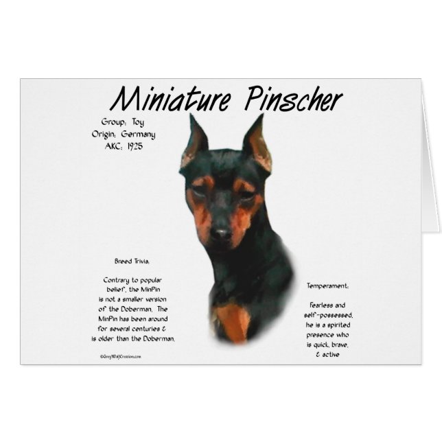 Historikdesign för miniatyr Pinscher (blk/rost) Hälsningskort (Framsidan Horizontal)