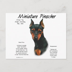 Historikdesign för miniatyr Pinscher (blk/rost) Vykort