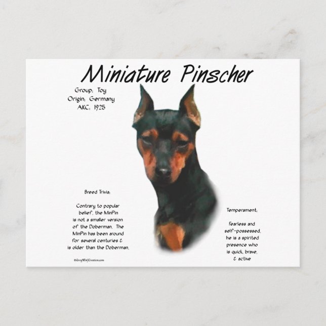 Historikdesign för miniatyr Pinscher (blk/rost) Vykort (Framsida)