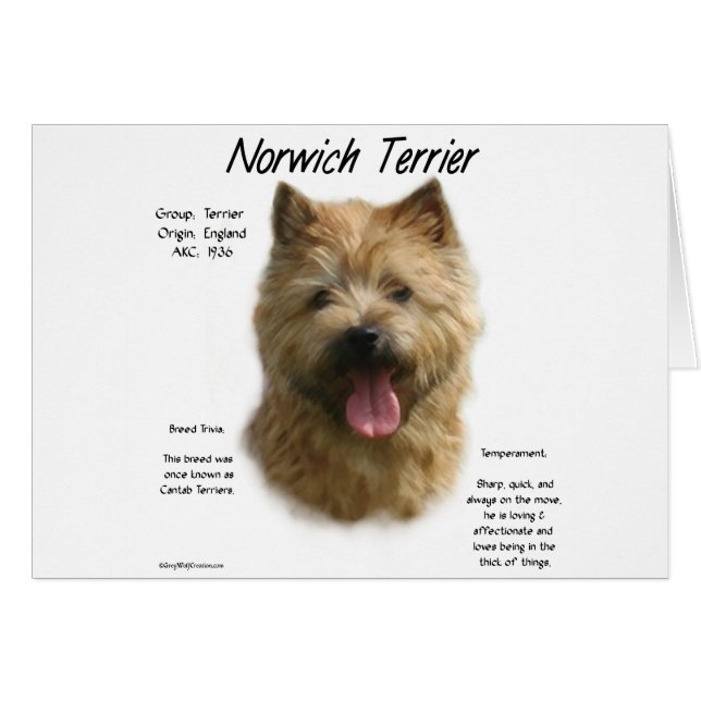 Historikdesign för norwich-terrier hälsningskort (Framsidan Horizontal)