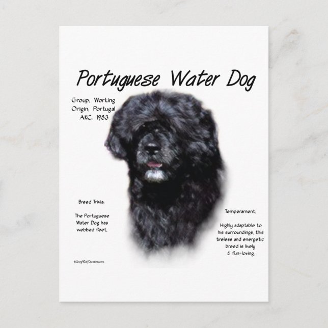 Historikdesign för portugisiska Vatten Hund Vykort (Framsida)