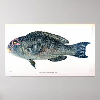 Historikstudie av fisk poster