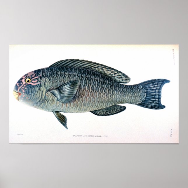 Historikstudie av fisk poster (Framsidan)