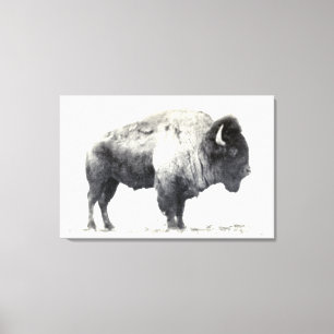 Historisk bild av American Bison