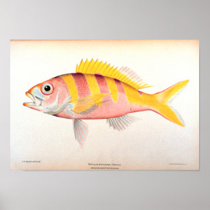 Historiskt fiske poster