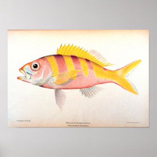 Historiskt fiske poster