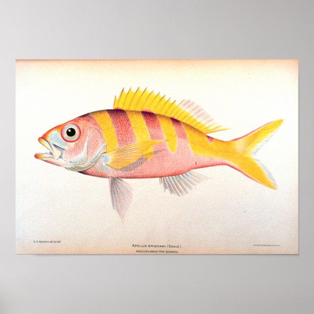 Historiskt fiske poster (Framsidan)