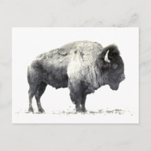 Historiskt fotografera av amerikanbisonen vykort
