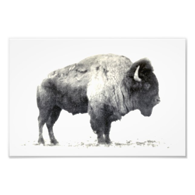 Historiskt fotografi av American Bison (Framsidan)