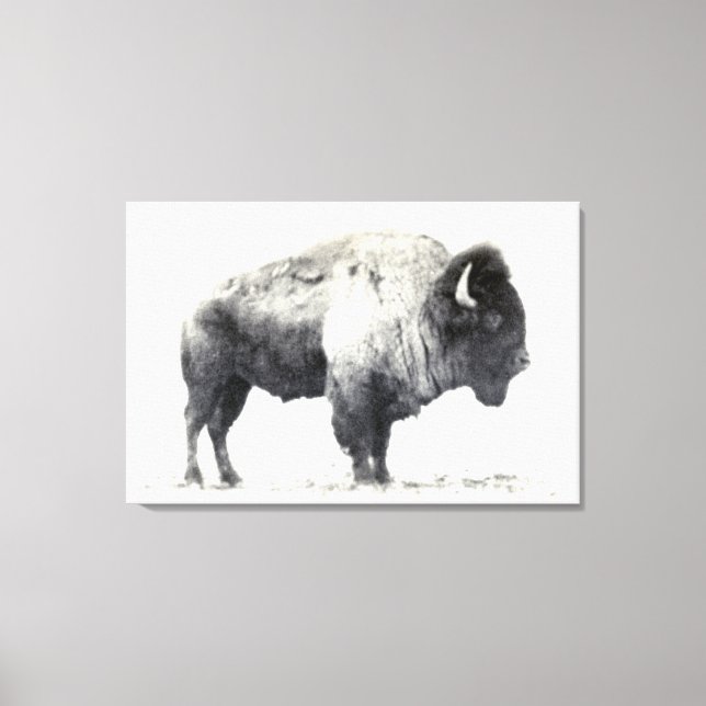 Historiskt fotografi av American Bison Canvastryck (Framsida)