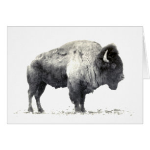 Historiskt fotografi av American Bison Hälsningskort