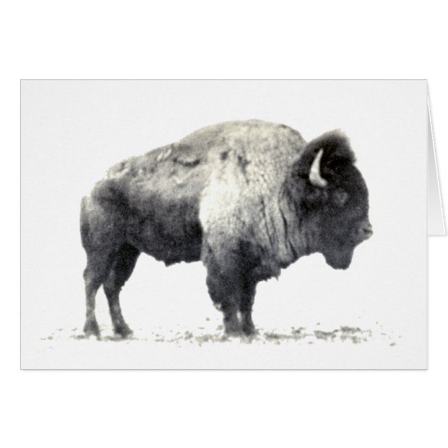 Historiskt fotografi av American Bison Hälsningskort (Framsidan Horizontal)