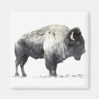 Historiskt fotografi av American Bison