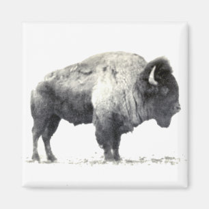 Historiskt fotografi av American Bison Magnet