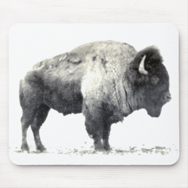 Historiskt fotografi av American Bison Musmatta (Framsidan)