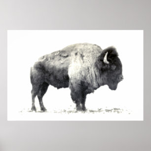 Historiskt fotografi av American Bison Poster