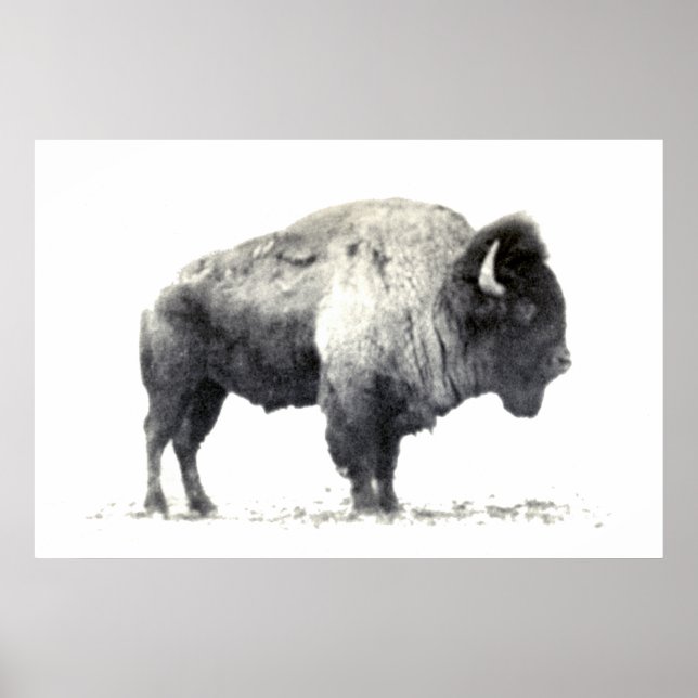 Historiskt fotografi av American Bison Poster (Framsidan)