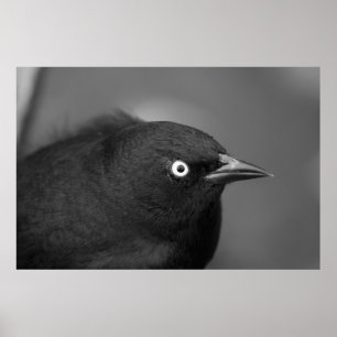 Hitchcock-skräckfågel Poster