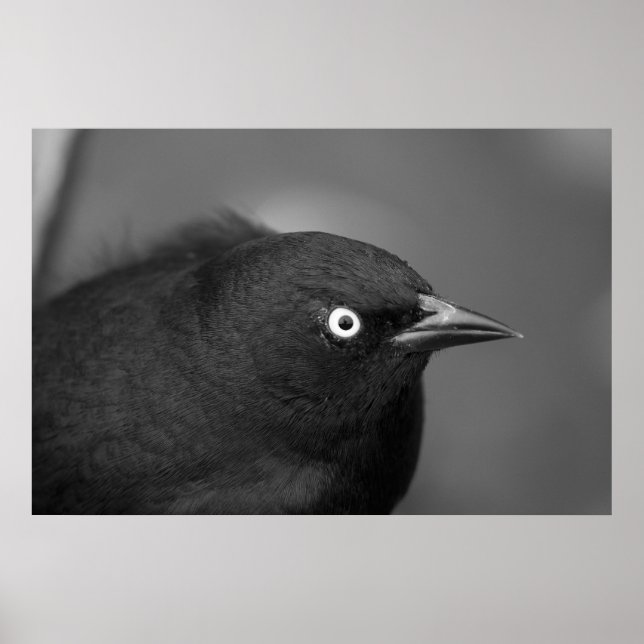 Hitchcock-skräckfågel Poster (Framsidan)