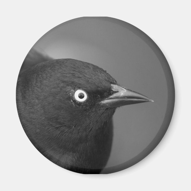 Hitchcock's bird magnet (Framsidan)