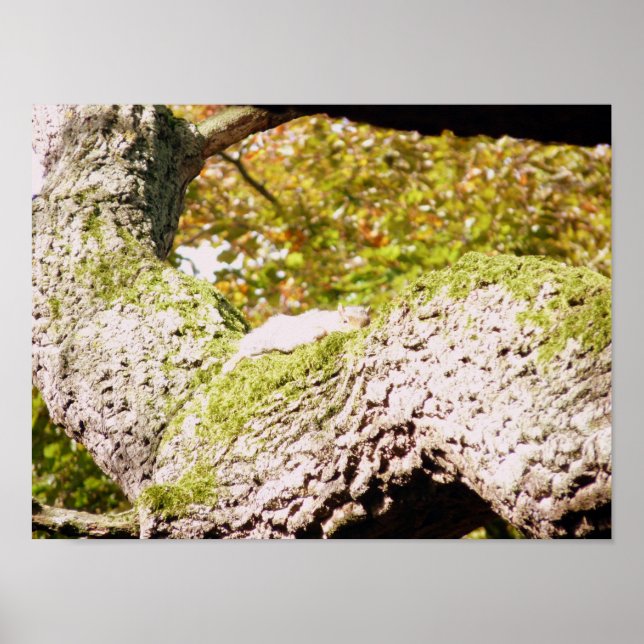 Hitta den grå ekorren poster (Framsidan)