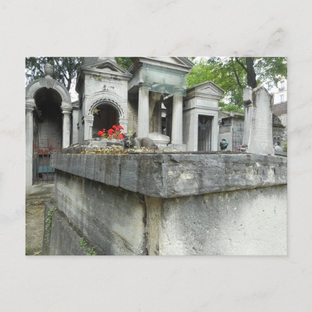 Hitta en katt! vykort (Framsida)