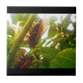 Hitta indrag för plattan i Land Kakelplatta