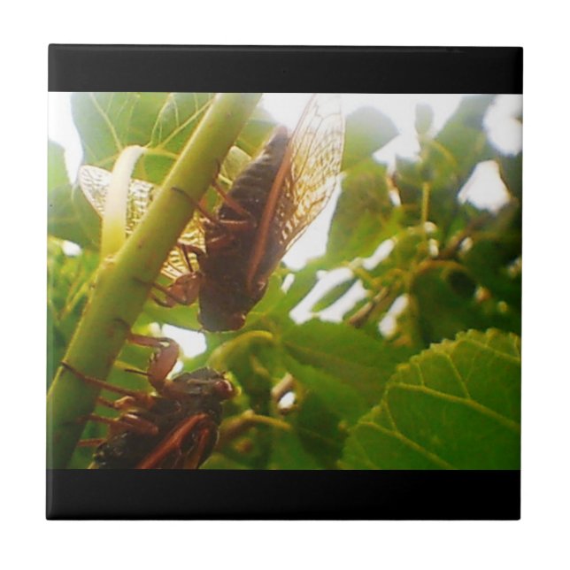 Hitta indrag för plattan i Land Kakelplatta (Framsidan)