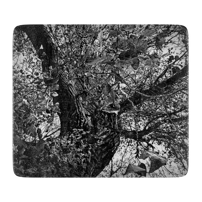 Hitta mig i träd (Framsidan)