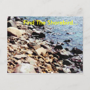 Hitta Shorebird... Vykort