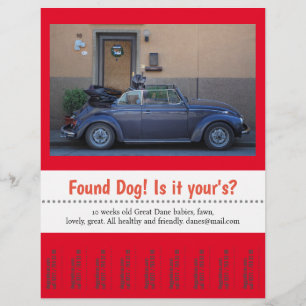 Hittade Hund Tear Av Reklamblad