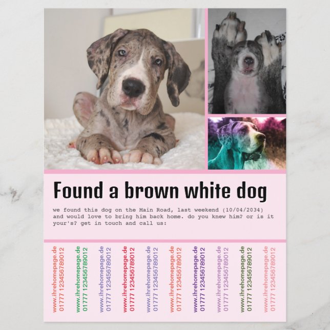 Hittehund  reklamblad (Framsidan)