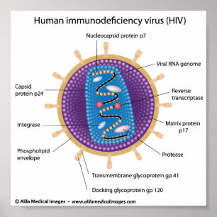 Hiv-virusstrukturen, märkt diagram. poster
