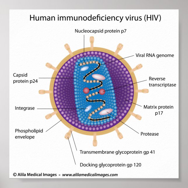 Hiv-virusstrukturen, märkt diagram. poster (Framsidan)