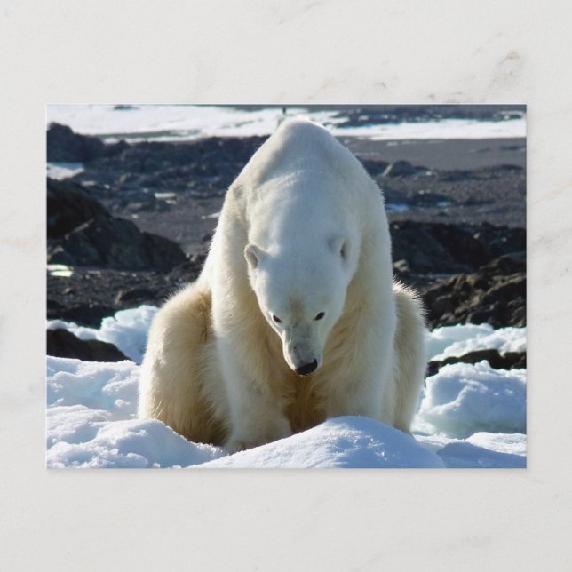 Hjälp min värld smälter! vykort (Framsida)