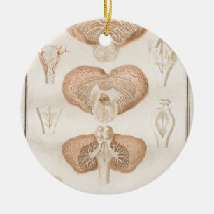 Hjärna tre - Neuroanatomy Julgransprydnad Keramik