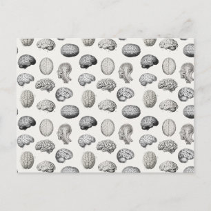 Hjärnanatomi Biologi Illustrationer Helg Vykort