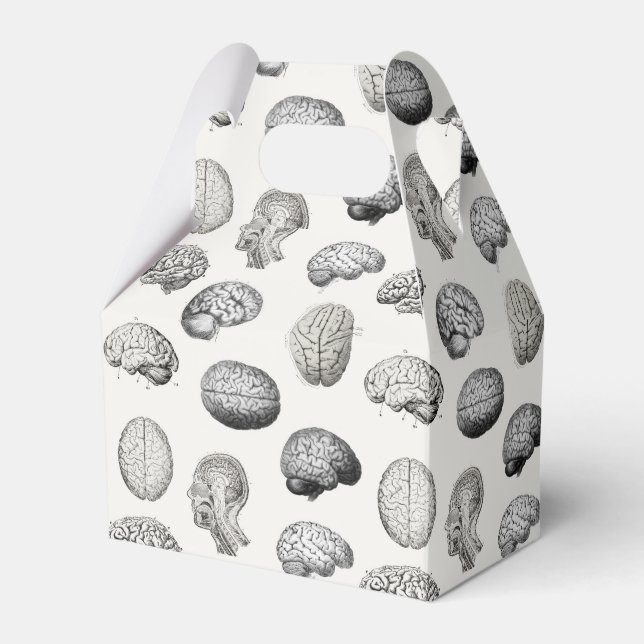 Hjärnanatomi Biologi Illustrationer Presentaskar (Framsidan Sidan)