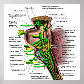 Hjärnstjälk som visar ursprung i olika nerver poster