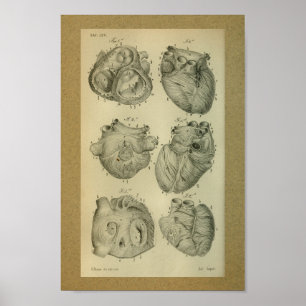Hjärta 1850 för människa för vintageanatomitryck poster