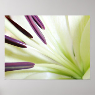 Hjärta av fotografin för liljakonstblommigt poster