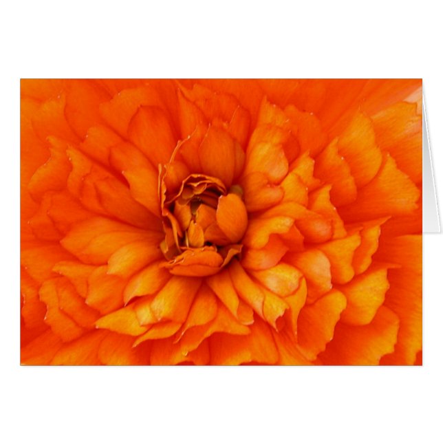 Hjärta av ranunculusen hälsningskort (Framsidan Horizontal)