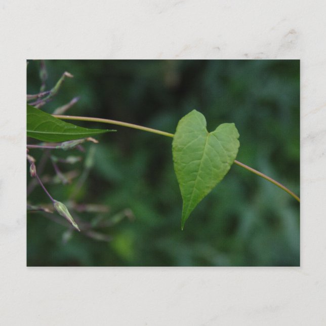 hjärta vykort (Framsida)