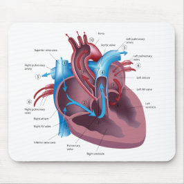 Hjärtaanatomimousepad Musmatta