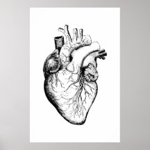 Hjärtanatomi Illustration Poster