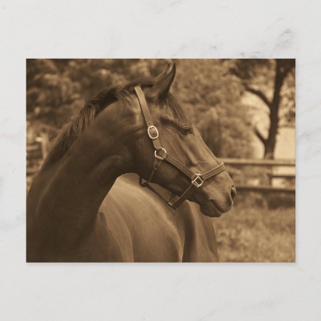 Hjärtans häst vykort (Framsida)