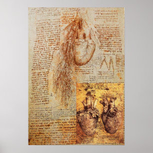 Hjärtat, bronkialkärl och dess blodkärl poster