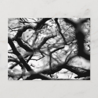 Hjärtat i Grenar Vykort